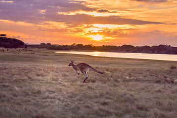 Fototapeta na wymiar Kangaroo in the sunset