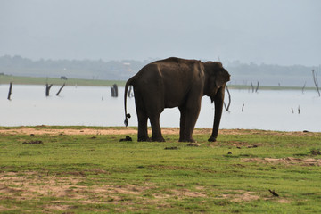 Obraz premium elephant pooping in Udawalawa National Park Sri Lanka