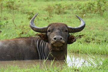 water buffalo in Yala National Park Sri Lanka