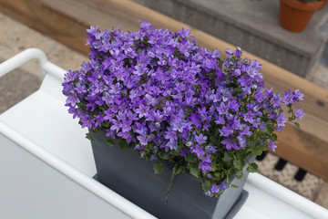 Purple bell flowers in beautiful sunlight