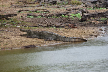 Crocodile in Yala National Park Sri Lanka