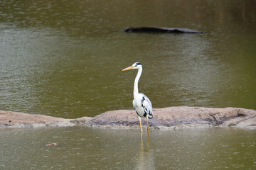 grey heron in Yala National Park Sri Lanka