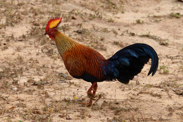 Sri Lankan junglefowl in Yala National Park Sri Lanka