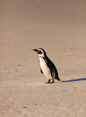 Fototapeta premium AFRICAN PENGUIN, False Bay, South Africa, Africa