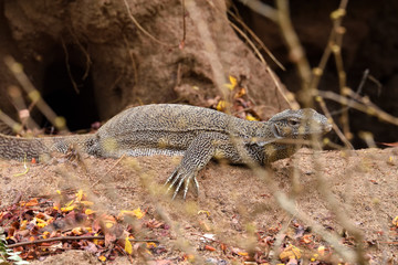 lizard varanus begalensis in Yala National Park Sri Lanka