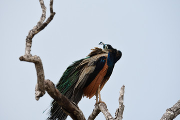 Indian peafowll in Yala National Park Sri Lanka
