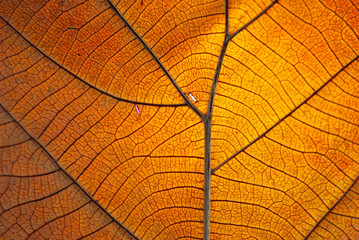 Leaf pattern When affecting sunlight