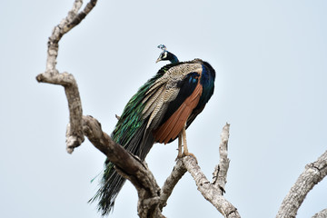 Indian peafowll in Yala National Park Sri Lanka