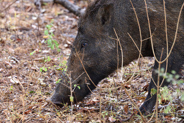 Portrait boar in Yala National Park Sri Lanka