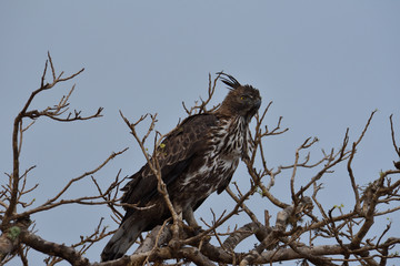 Hood eagle in Yala National Park in Sri Lanka 