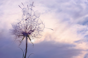 Fototapeta na wymiar Huge fluffy white dandelion against the sky and clouds at sunset.