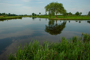 Cows near river Wold Aa Ruinerwold drente Netherlands