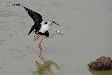 Black-winged stilt mating in the rain in Yala National Park Sri Lanka