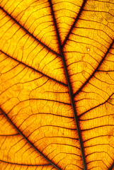 Leaf pattern When affecting sunlight