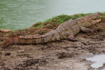 Crocodile in Yala National Park Sri Lanka