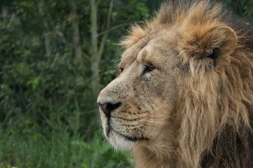 Adult male lion close up head portrait. Space to left for text.