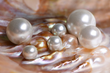 Natural pearls inside the oyster shell