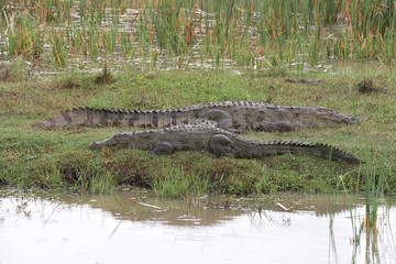 Crocodile in Yala National Park Sri Lanka