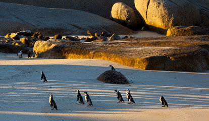 Obraz premium AFRICAN PENGUIN, False Bay, South Africa, Africa