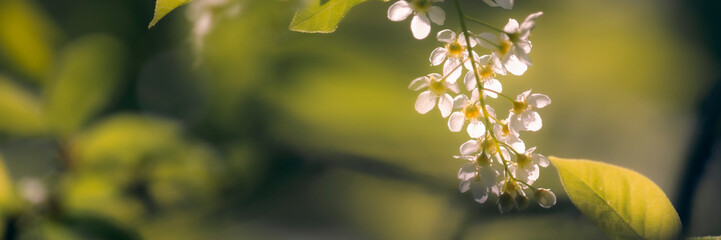 White tree flowers in springtime.