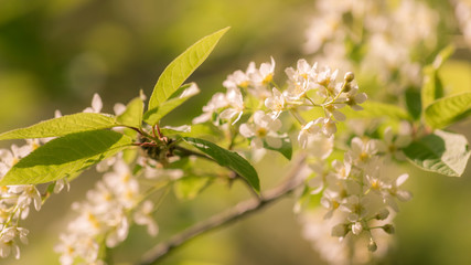 White tree flowers in springtime.