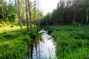 Rzeka w lesie strumyk zielony las - obrazy, fototapety, plakaty