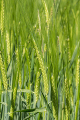 Gerstenähren im Frühsommer