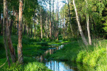 Rzeka w lesie strumyk zielony las - obrazy, fototapety, plakaty