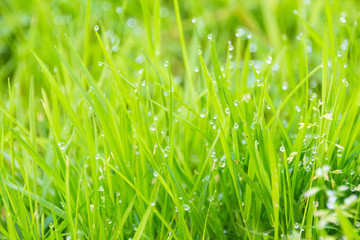 Fototapeta na wymiar Green grass with dew, nature background