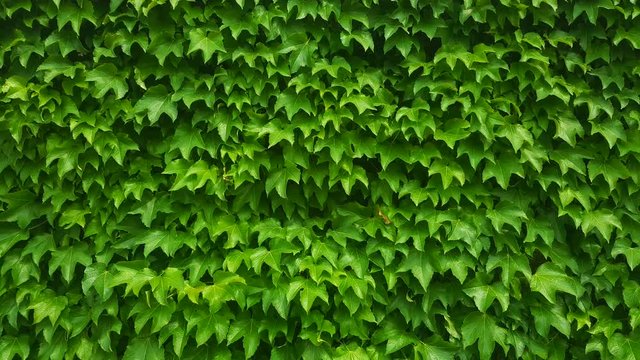 Grape green leaf Korea wall breeze wind fresh relax seamless background