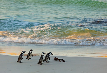 AFRICAN PENGUIN, False Bay, South Africa, Africa