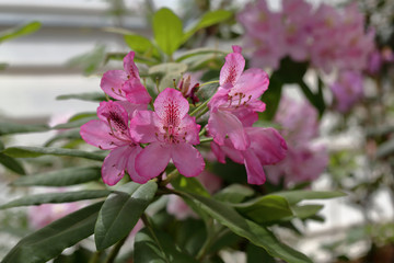 Bright summer flower bloomed in a botanical greenhouse