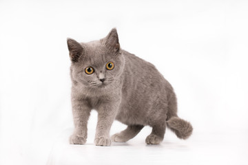 British short-hair looking at camera on white background