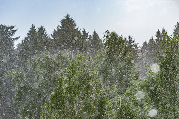 Forest trees under the pouring rain at day time.