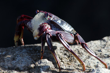 rote_Klippenkrabbe