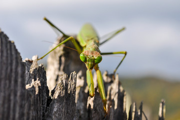 A mantis walking on a broken trunk of a tree