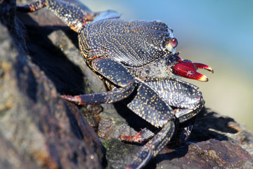 rote_Klippenkrabbe