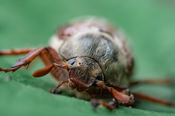 bug on a leaf