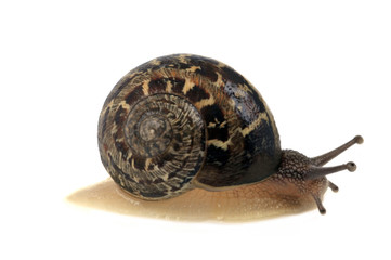 Escargot en gros plan sur fond blanc 