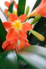 Fototapeta premium flowers of orange decorative lily on the background of green leaves
