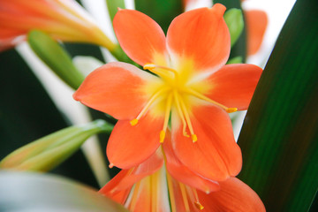 flowers of orange decorative lily on the background of green leaves