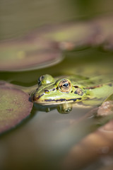 green frog