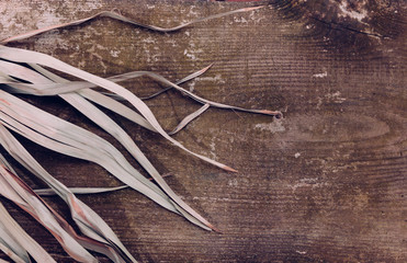 Tropical branch dry pink green red leaves background abstract palm grass dry wood old grassy