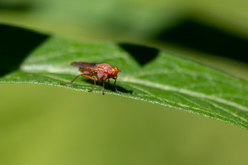 Pferdebremse mit roten Facettenaugen in der Nahaufnahme mit Flügeln, grünem Hintergrund und copy space