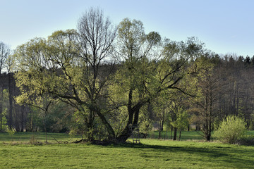 Obraz premium tree in back lit