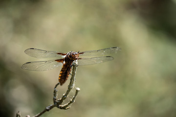 dragonfly on a branch