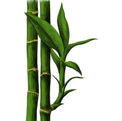 Bamboo stalk and leaves. Vector hand drawn sketch illustration.