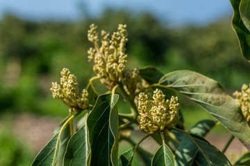 Avocado inflorescence on tree