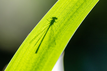 Schatten / Silhouette der Azurjungfer-Kleinlibelle auf einem Schilfblatt an einem Teich bei...