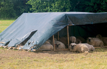 Fototapeta premium Sheep lie and graze in the open pasture.